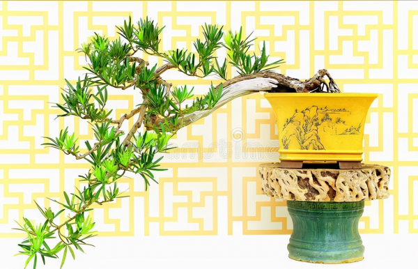 7種&OpenCurlyDoubleQuote;吉祥果&rdquo;家裡放一盆，鮮紅欲滴真可愛，喜氣洋洋顯&OpenCurlyDoubleQuote;富貴&rdquo;