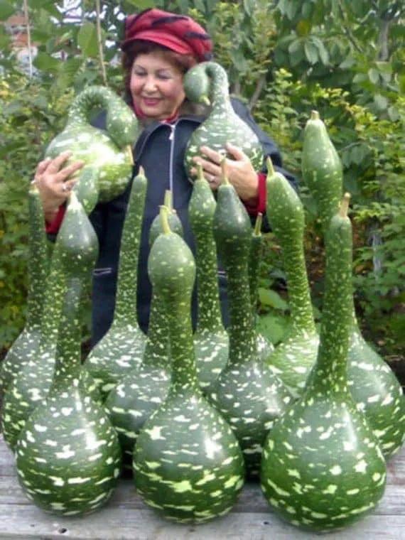 來自植物世界的精靈