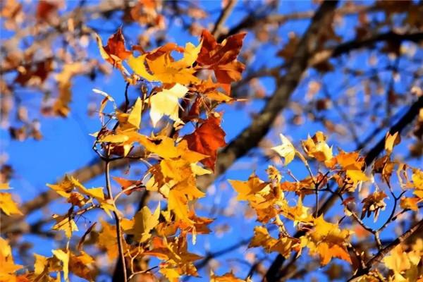 醉美中國，在秋天