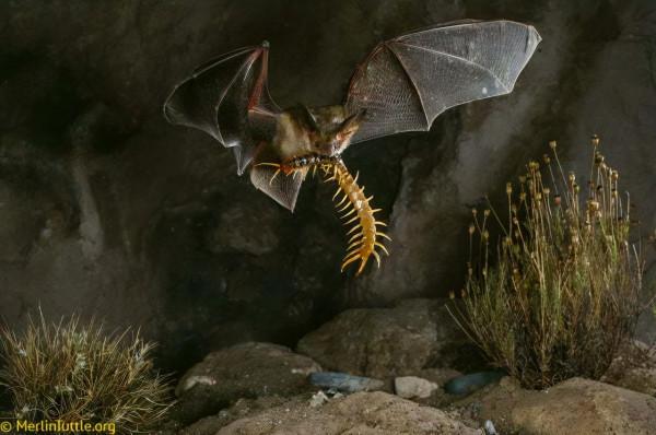 神奇大自然-奇妙動物照片 2 神奇大自然-奇妙動物照片 2