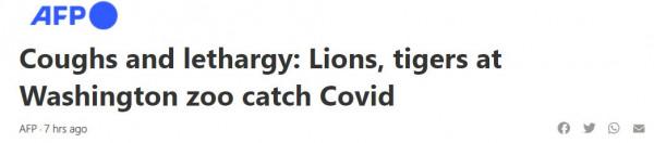 華盛頓動物園6頭獅子、3頭老虎新冠病毒檢測陽性：咳嗽、打噴嚏