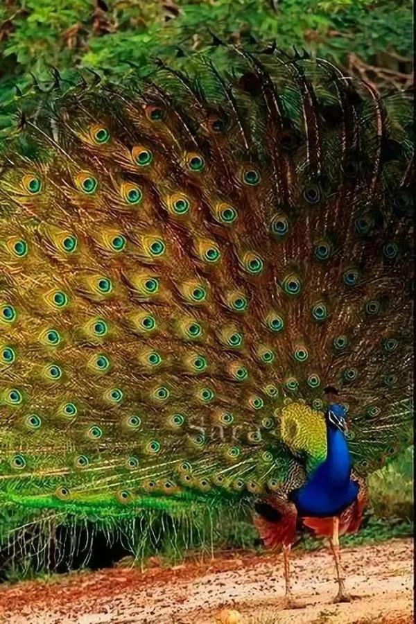 分享圖片，美麗高貴的吉祥鳥、五彩斑斕的孔雀64款