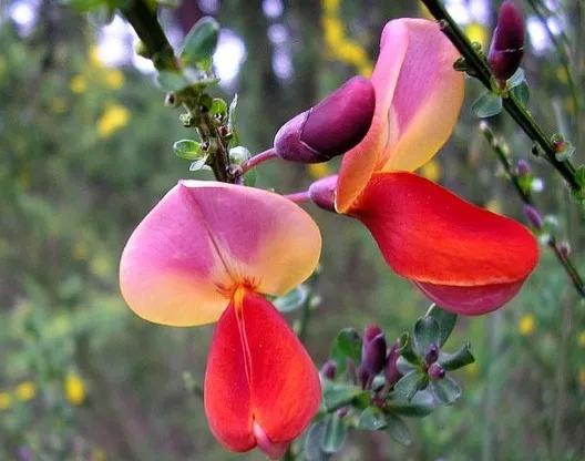 金雀花一一你吃過嗎？