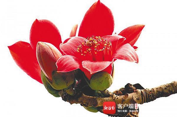 海南週刊 &vert; 海南百花爭春：木棉紅了，火焰木開花了