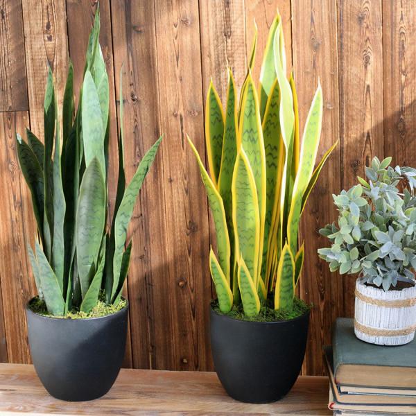 虎皮蘭有“3怕2不喜”，難怪東倒西歪，從不出“新芽”