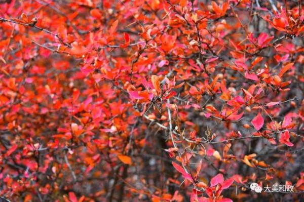 秋韻•和政松鳴巖 一幅大寫意的水彩畫
