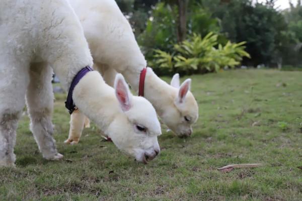 春霞園酒店｜臘八節，與您溫情相伴