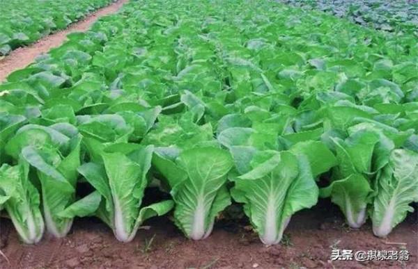 蘿蔔、白菜發生蚜蟲，該如何防治？菜農來告訴你