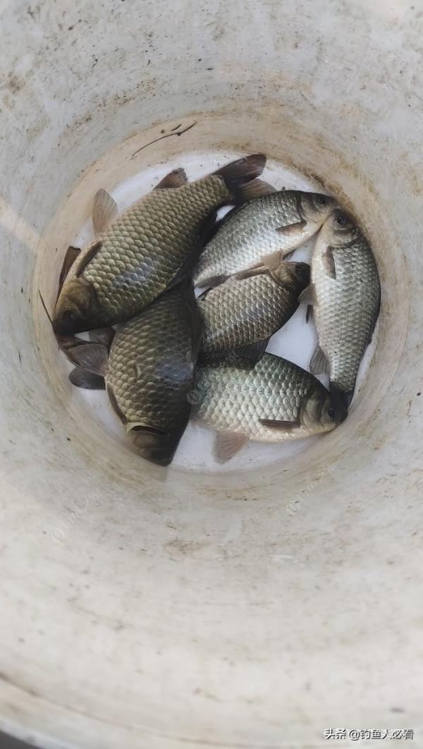 初冬用蚯蚓還是商品餌,實戰出真知 初冬用蚯蚓還是商品餌,實戰出真知