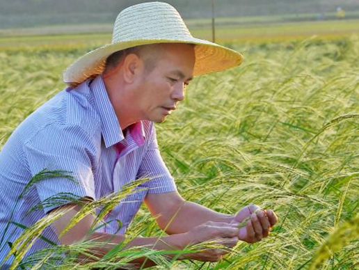 海水稻有多神奇?袁隆平鹽鹼地種水稻,迪拜沙漠變良田 海水稻有多神奇?袁隆平鹽鹼地種水稻,迪拜沙漠變良田