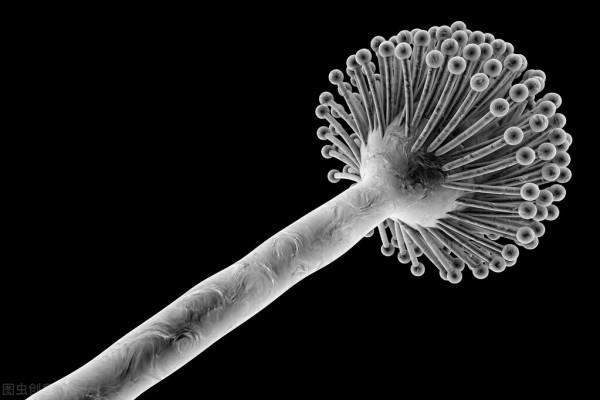 釙，世界上最毒的物質，一克就足以殺死億人