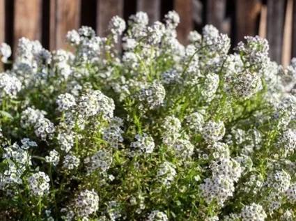 父母說，如果我能考上體制內的工作，就不再對我催婚了