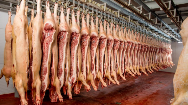 為什麼美國豬肉賣得如此便宜？看看美國人的殺豬流程就明白了