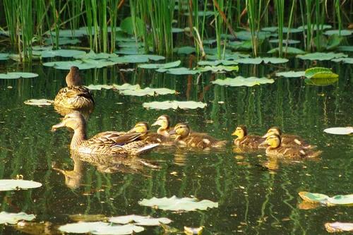 遷息的候鳥還能回來嗎？