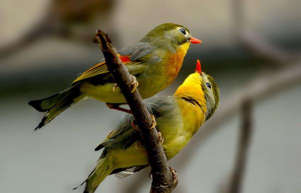 2009年，湖南20只相思鳥集體“自殺”，莫非鳥殉情的傳聞是真的？