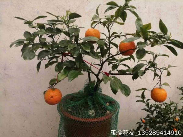 9種花是&OpenCurlyDoubleQuote;一次性&rdquo;，年前買、年後扔，不心疼錢嗎？