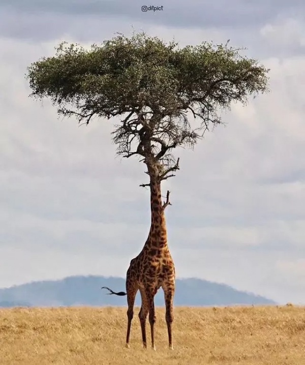 救命!國寶熊貓困在PS裡面了 救命!國寶熊貓困在PS裡面了