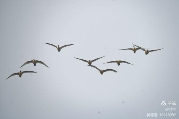 龍感湖的小天鵝 圖文/葉 樺