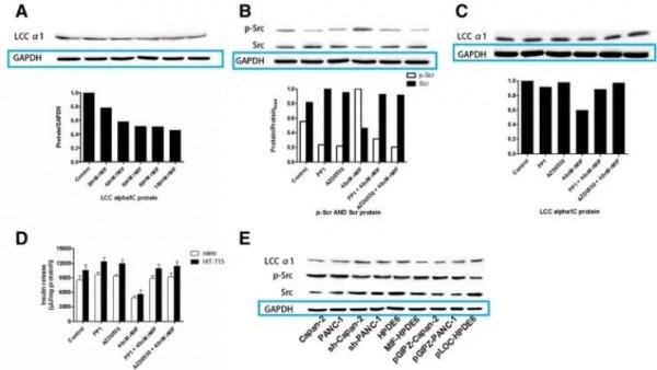 中山大學附屬醫院聯合發表的論文被質疑蛋白條帶處理後重復使用