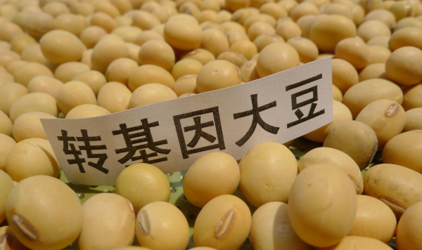 轉基因技術的利與弊 轉基因技術的利與弊