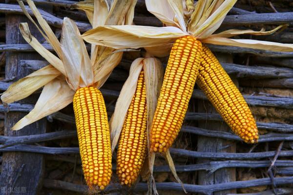 玉米:行情有變 玉米:行情有變