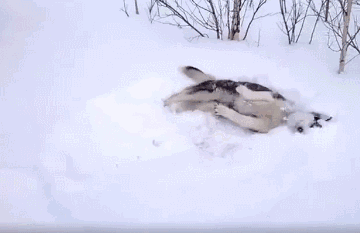 秋季降溫，這幾種狗狗不怕冷，別瞎操心