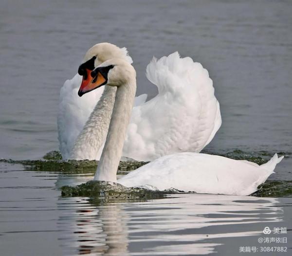 忠貞不渝 恩愛夫妻 文/濤聲依舊