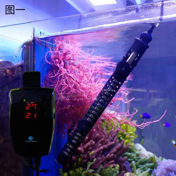 有不怕冷的觀賞魚嗎秋冬季節來臨你們的觀賞魚做好過冬的準備了嗎