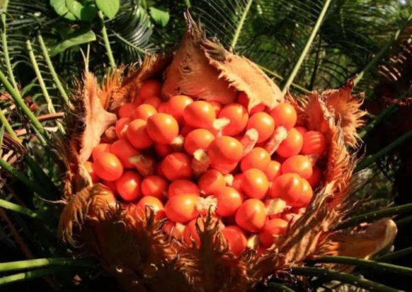 “美麗有毒”的植物,快來認識11種“毒花毒果”,不吃虧不上當 “美麗有毒”的植物,快來認識11種“毒花毒果”,不吃虧不上當