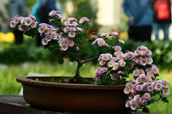 年輕人，要學會運用戰略思維，思考和生活