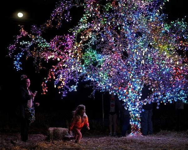 彩燈扮靚“魔法樹”
