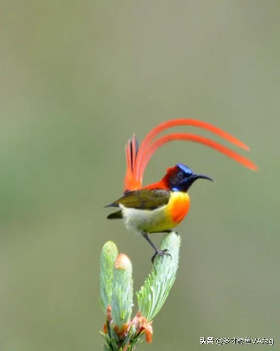 還有這麼美麗的太陽鳥