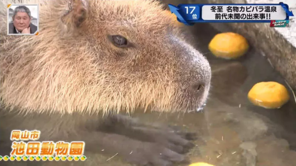 堅持不想泡澡的水豚｜日本冬至泡柚子湯傳統 遊客等了一個多小時