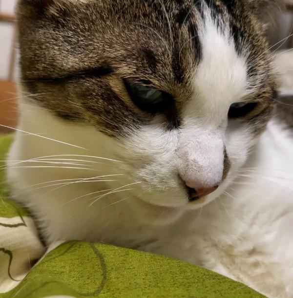 一個人和六隻貓守著一座寺院,吃飯被一群貓環繞會是怎樣的體驗? 一個人和六隻貓守著一座寺院,吃飯被一群貓環繞會是怎樣的體驗?