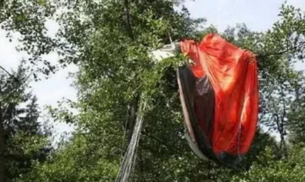 飛行員跳傘，不幸被掛樹上70年，身體竟和樹枝融為一體