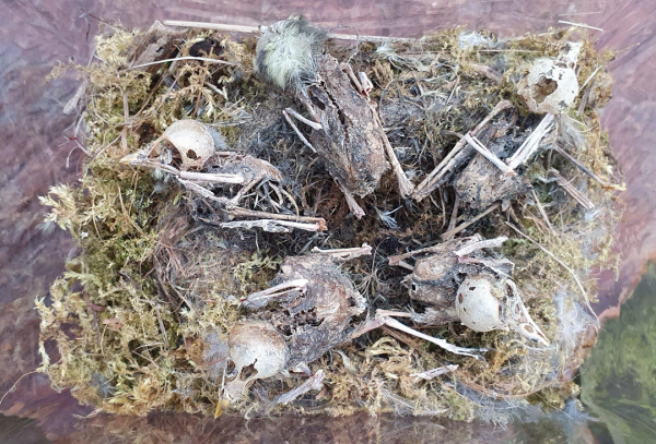 35張罕見的照片，鷹與2只烏鴉2只喜鵲“打群架”，喜鵲與烏鴉一夥