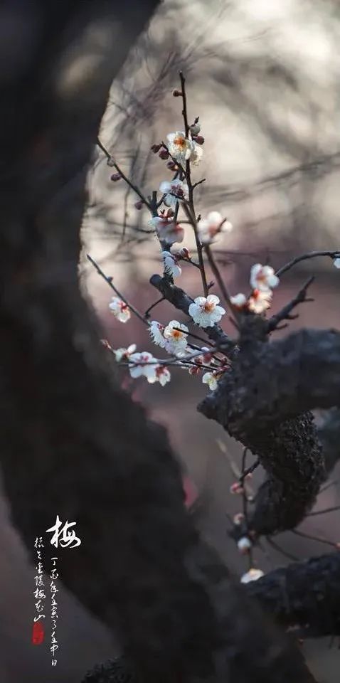 明日立冬，送你一組梅花圖，一首詩詞，願閤家團圓過暖冬