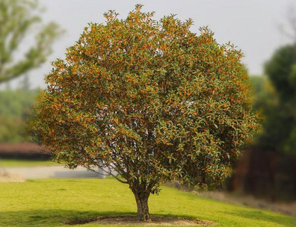 院子裡有空地就種這“三種樹”，沒地擠擠也要種，寓意深遠還旺家