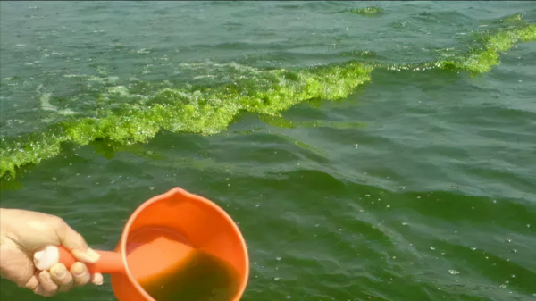 如何解決魚缸水綠的問題