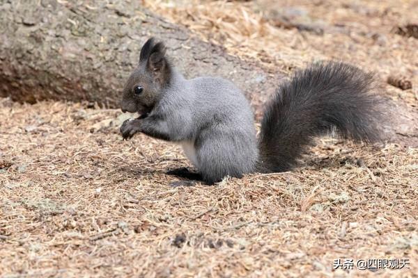 冷眼看紅樓:書中驚人的細節,每一個人穿的皮草都符合各自的身份 冷眼看紅樓:書中驚人的細節,每一個人穿的皮草都符合各自的身份