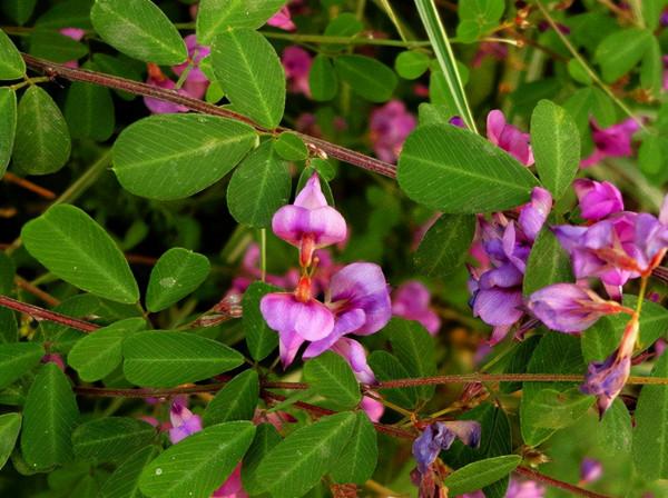 農村的田間地頭上最常見又能吃的七種野菜，你認識幾種？