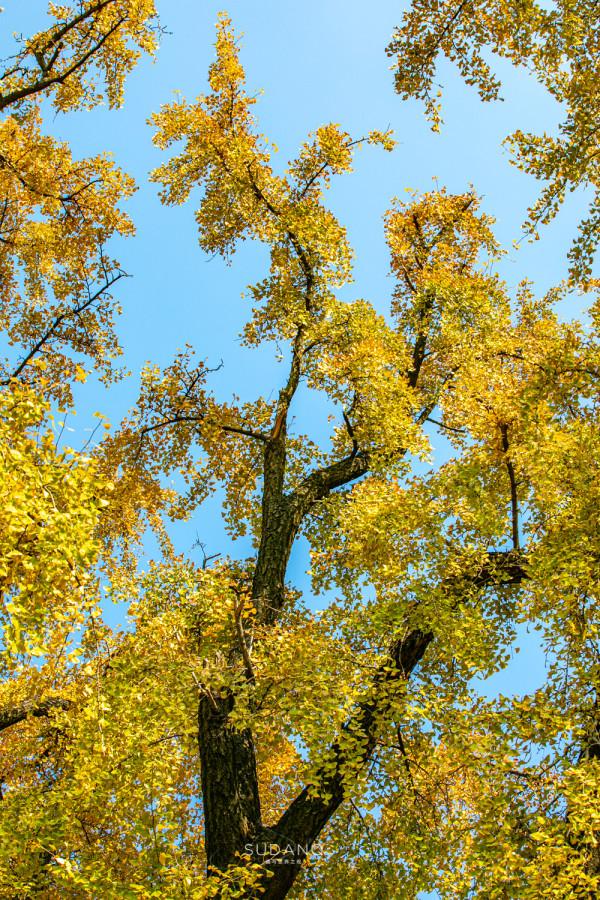 武漢最古老的一棵樹,迄今530餘年,被譽為“武漢秋天最美的樹” 武漢最古老的一棵樹,迄今530餘年,被譽為“武漢秋天最美的樹”