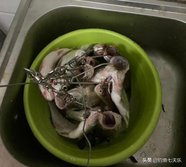 江西男子曬漁獲秀智商!網友看後怒了:這麼多小魚,你能吃完嗎 江西男子曬漁獲秀智商!網友看後怒了:這麼多小魚,你能吃完嗎
