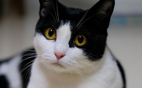 家有怪貓(上) 家有怪貓(上)