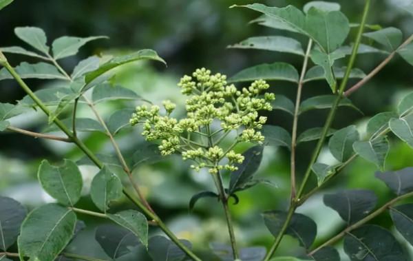 重陽節與茱萸的關係 重陽節與茱萸的關係