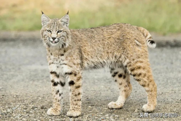 林㹭的&OpenCurlyDoubleQuote;㹭&rdquo;怎麼讀？