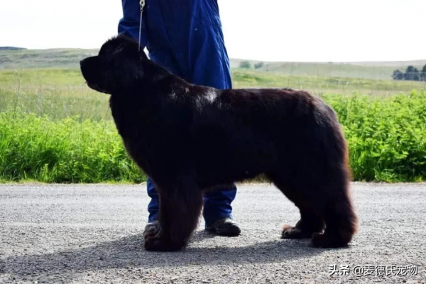 同時養8只一百多斤的狗子,是什麼體驗? 同時養8只一百多斤的狗子,是什麼體驗?