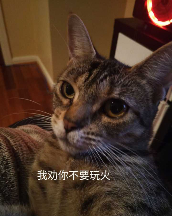 喵星人可愛表情包來了