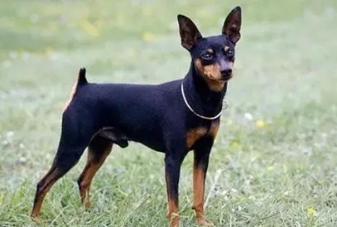 鹿豚是鹿嗎？長頸鹿是鹿嗎？