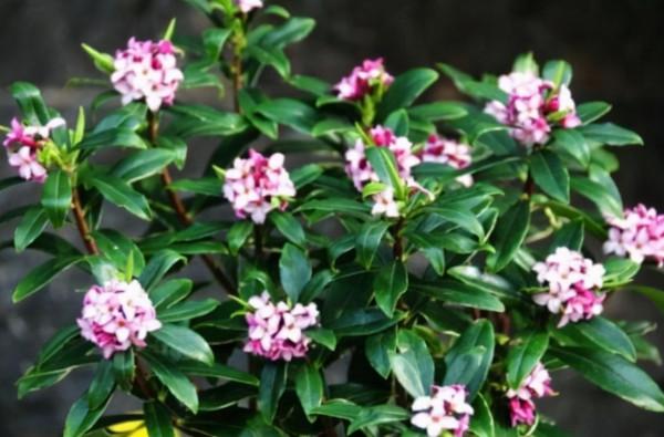 一種很香的木本花卉,開花滿室飄香,養護簡單,還可做盆景的素材 一種很香的木本花卉,開花滿室飄香,養護簡單,還可做盆景的素材